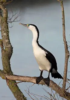 Microcarbo: Little Pied Cormorant