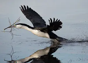 Microcarbo: Little Pied Cormorant