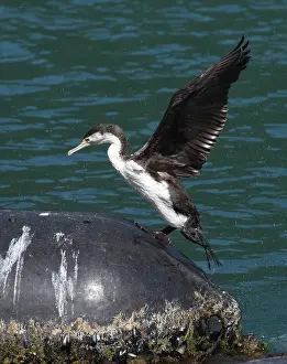Mussel: Little Pied Cormorant