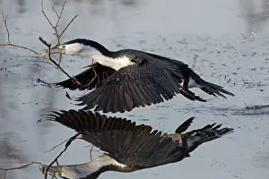 Microcarbo: Little Pied Cormorant
