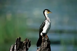 Melanoleucos: Little Pied Cormorant