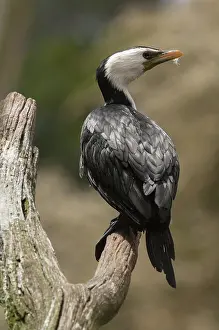 Microcarbo: Little Pied Cormorant