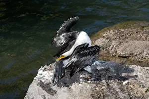Eric Lindgren: Little Pied Cormorant - gathers oil from its preen