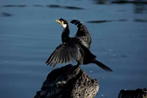 Auckland: Little Pied Cormorant - Perched on a rock with wings