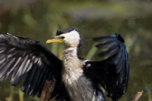 Melanoleucos: Little Pied Cormorant - shaking feathers