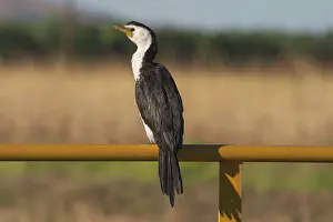 Melanoleucos: Little Pied Cormorant - Smallest Australian cormorant