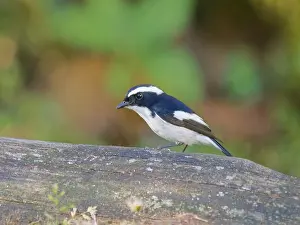 Pied: Little Pied Flycatcher Ficedula westermanni Saba