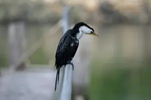 Jetty: Little Pied Shag