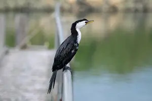 Jetty: Little Pied Shag