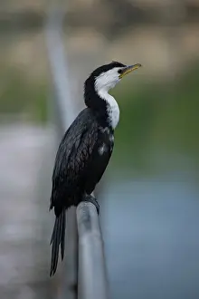 Jetty: Little Pied Shag