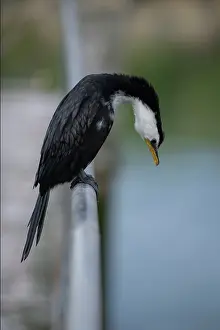 Jetty: Little Pied Shag