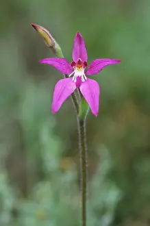 Subsp: Little Pink Fairy Orchid