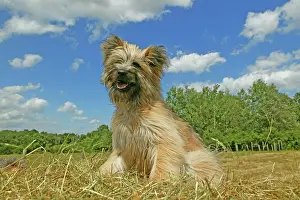 Pricked: Little Pyrenean Sheepdog - Sitting down