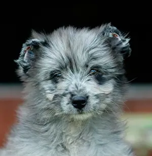 Pyrennean: Little Pyrennean Sheepdog - Puppy with clipped ears