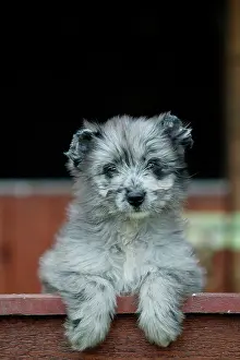 Pyrennean: Little Pyrennean Sheepdog - Puppy looking over fence