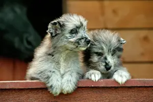 Pyrennean: Little Pyrennean Sheepdogs - Looking over fence