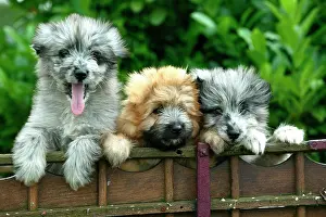 Pyrennean: Little Pyrennean Sheepdogs - Looking over fence