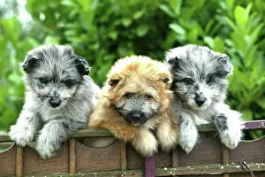 Pyrennean: Little Pyrennean Sheepdogs - Puppies looking over fence