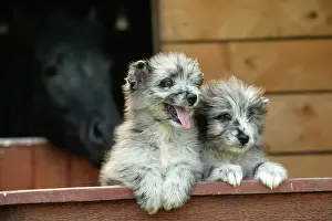 Pyrennean: Little Pyrennean Sheepdogs - Puppies looking over fence