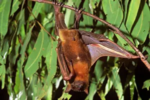 Pteropus: Little Red Flying-Fox