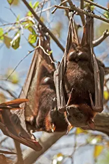 Pteropus: Little Red Flying Fox
