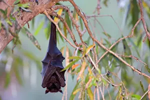 Pteropus: Little Red Flying-Fox - adult roosts in a colony