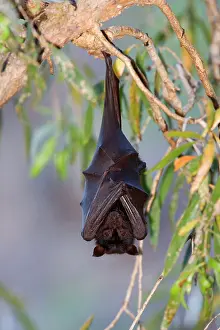 Pteropus: Little Red Flying-Fox - adult roosts in a colony