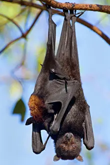 Clings: Little Red Flying-Fox - adult roosts in a colony