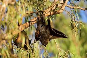 Clings: Little Red Flying-Fox - adult roosts in a colony
