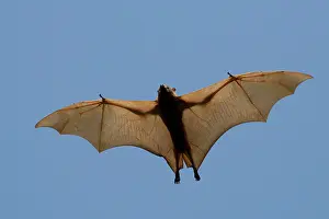 Elliot: Little Red Flying Fox in flight at Elliot Northern Te