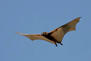 Elliot: Little Red Flying Fox in flight at Elliot Northern Te