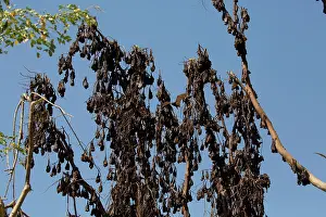 Hundreds: Little Red Flying Fox hundreds sleeping in a tree at E