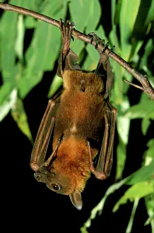Pteropus: Little Red Flying Fox - Roosting