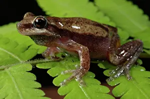 Litoria: Little Red Frog (Litoria rubella)