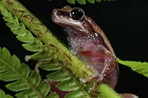 Litoria: Little Red Frog (Litoria rubella)