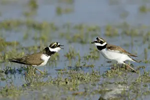 Confronation: Little Ringed Plover - 2 males fighting in lake