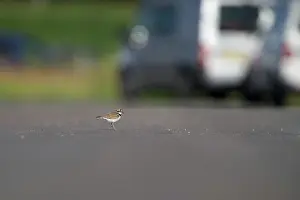 Tarmac: Little Ringed Plover