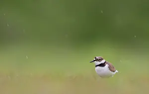 Noon: Little Ringed Plover
