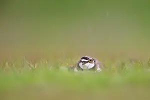 Dubious: Little Ringed Plover