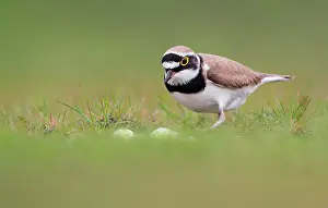 Dubious: Little Ringed Plover