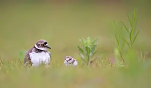 Dubious: Little Ringed Plover