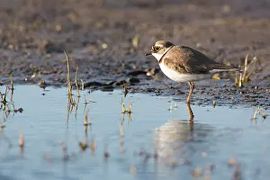 Callantsoog: Little Ringed Plover