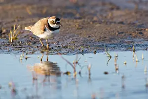 Callantsoog: Little Ringed Plover