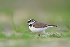 Nuenen: Little Ringed Plover