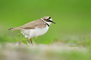 Dubius: Little Ringed Plover