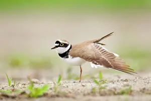 Dubius: Little Ringed Plover