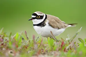 Dubius: Little Ringed Plover