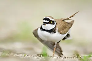 Dubius: Little Ringed Plover