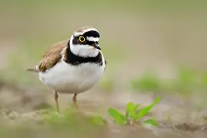 Dubius: Little Ringed Plover