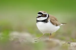 Dubius: Little Ringed Plover